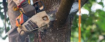 Best Tree Maintenance Programs  in North Amityville, NY