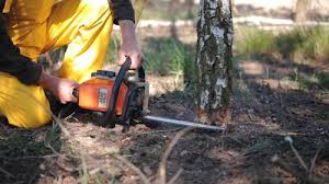 Best Tree Risk Assessment  in North Amityville, NY
