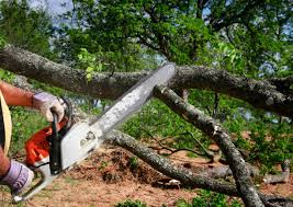 How Our Tree Care Process Works  in  North Amityville, NY