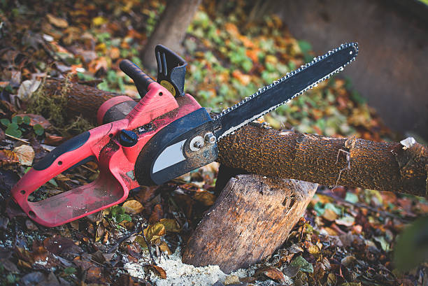 Reliable North Amityville, NY Tree Care Solutions